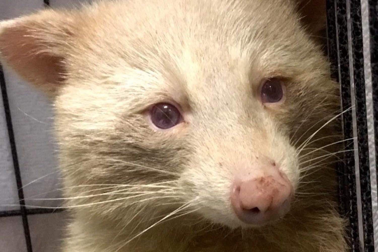 A very rare albino raccoon was spotted in a Toronto backyard (VIDEO ...