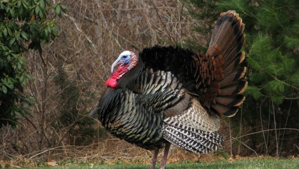 turk the turkey