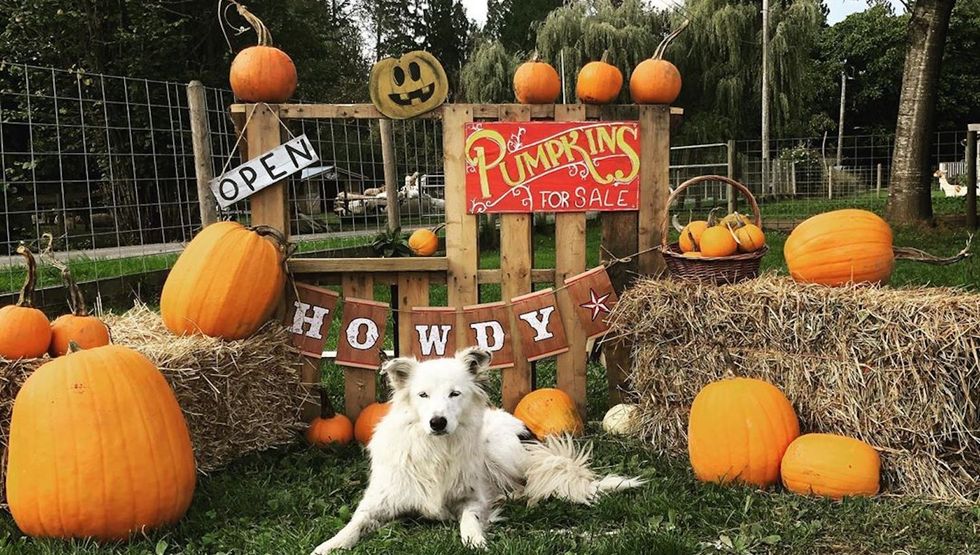 best pumpkin patch