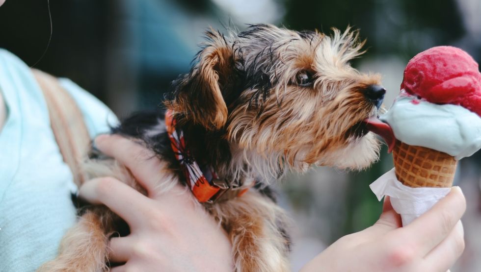 A dog-friendly Ice cream pop up is hitting Stephen Ave this summer!