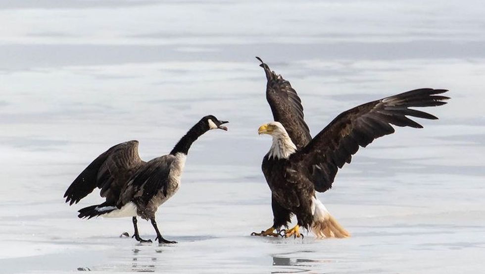 eagle goose battle