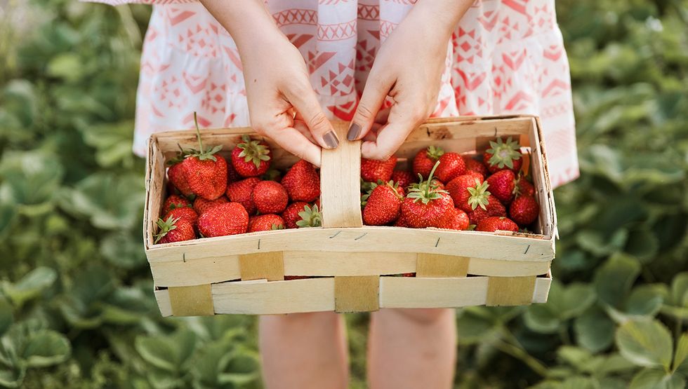 maan farms u-pick strawberry