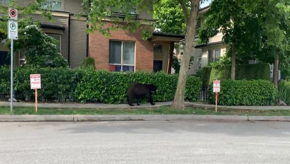 bear