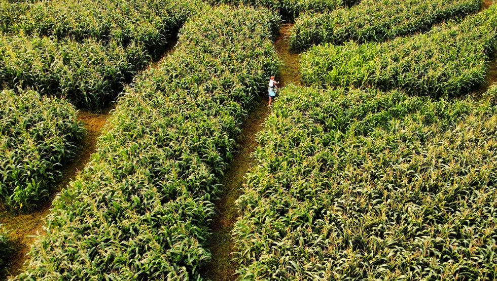 Sunny spot corn maze