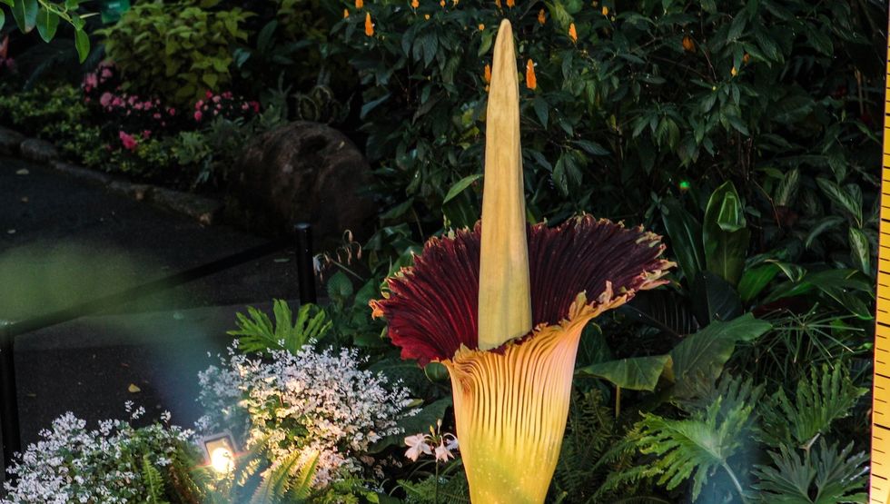 corpse flower