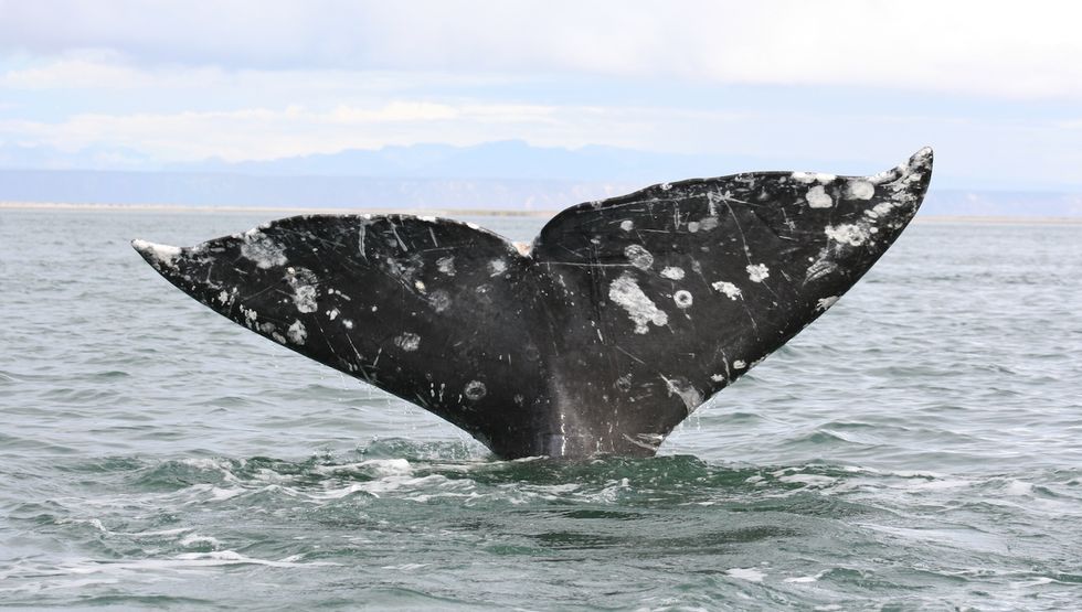 grey whale bc