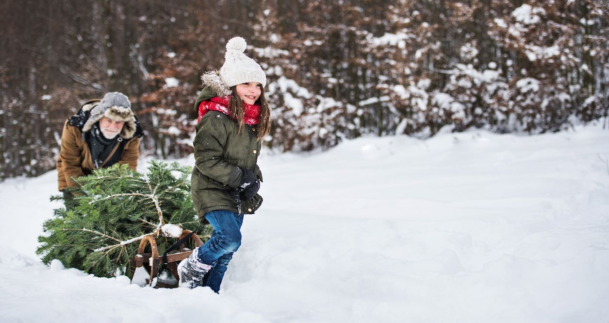 You can cut down your own Christmas tree in Olympic National Forest for $5