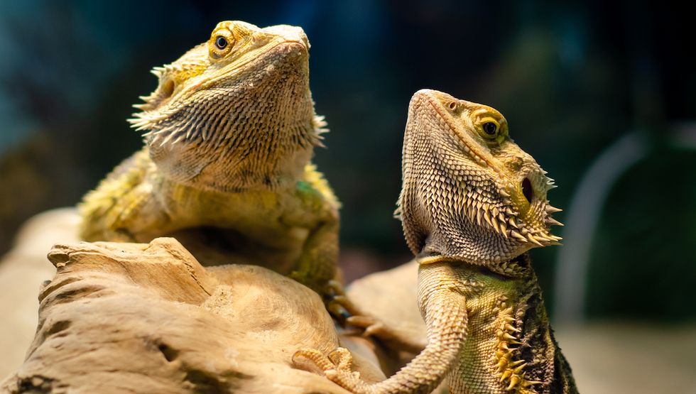bearded dragons salmonella