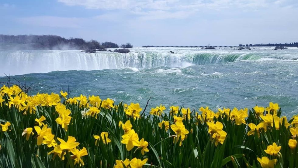 7 of the absolute best spots to see spring blooms in Niagara Falls Daffodils beside Niagara Falls