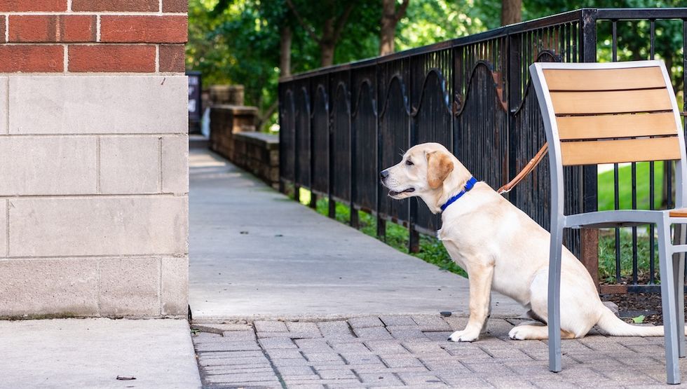 pet friendly patios alberta