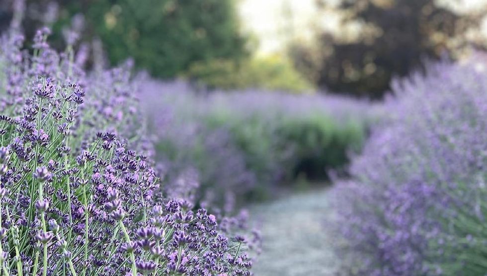 lavender farms bc
