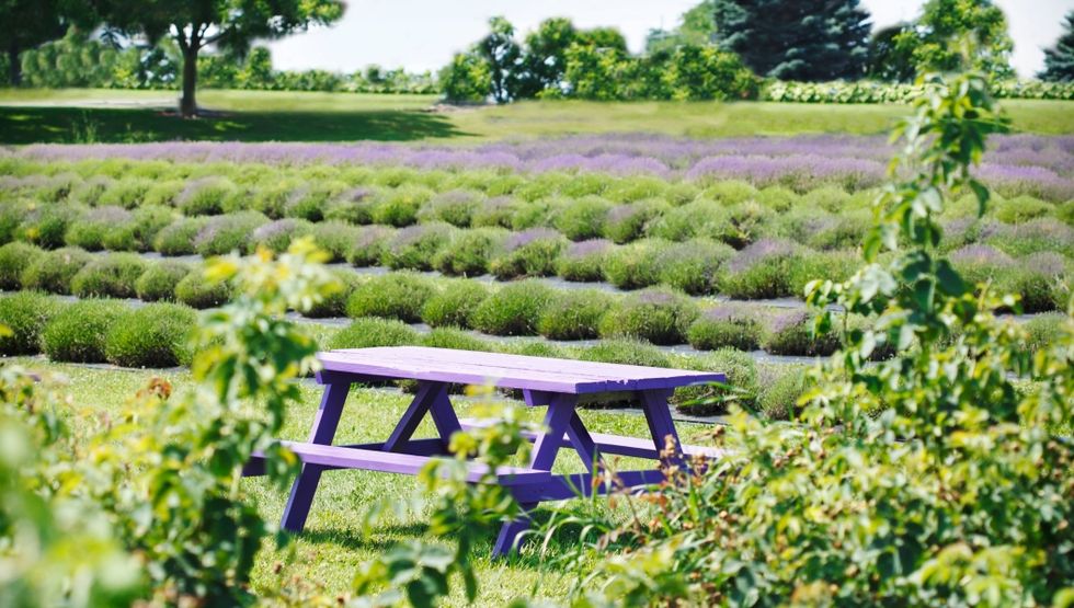 lavender festival ontario
