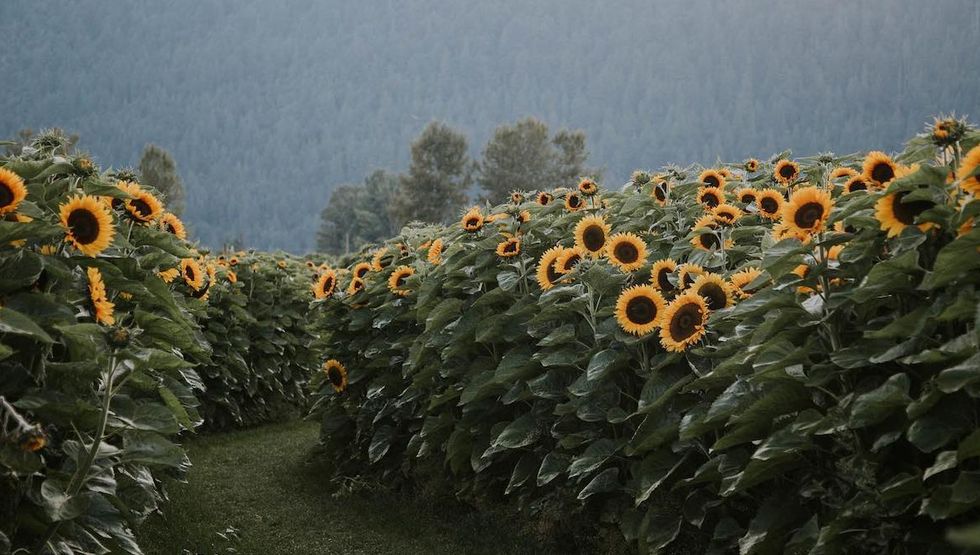 chilliwack sunflower festival