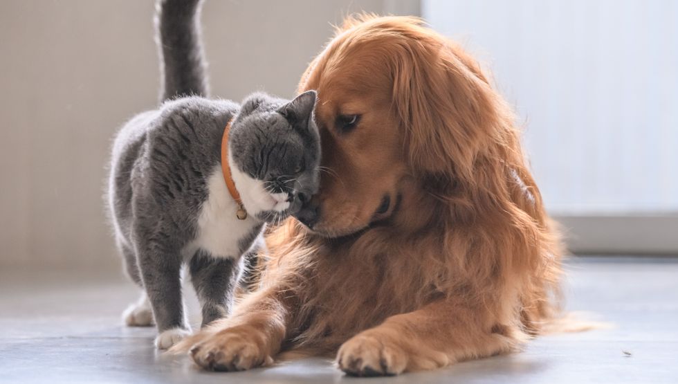 canada's hairiest cities maytag dog cat