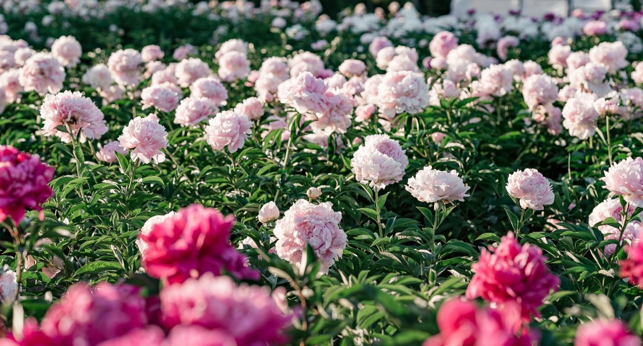 Oshawa Peony Festival returns this spring & here's what to know