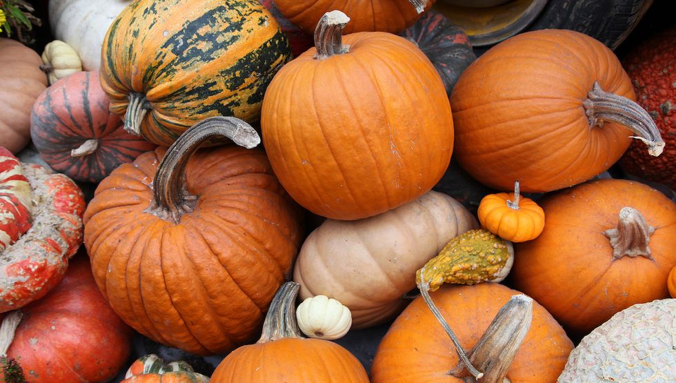 Display,Of,Pumpkins,In,Hot,House,Environment,In,Singapore fox hollow farm