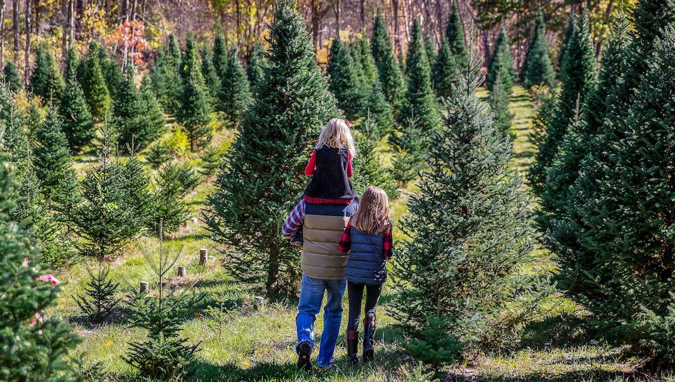 Where to find the perfect Christmas tree in Metro Vancouver