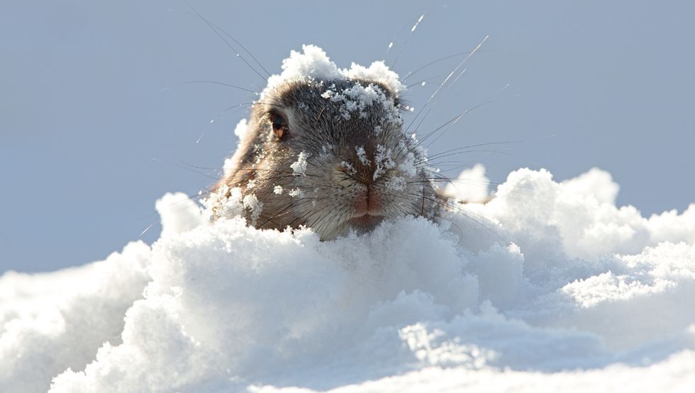 groundhog day alberta