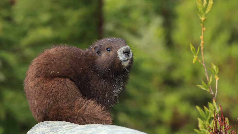 vancouver island marmot foundation jobs