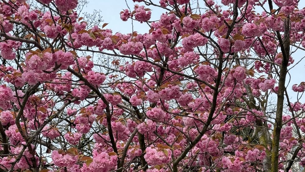 kanzan cherry blossoms vancouver