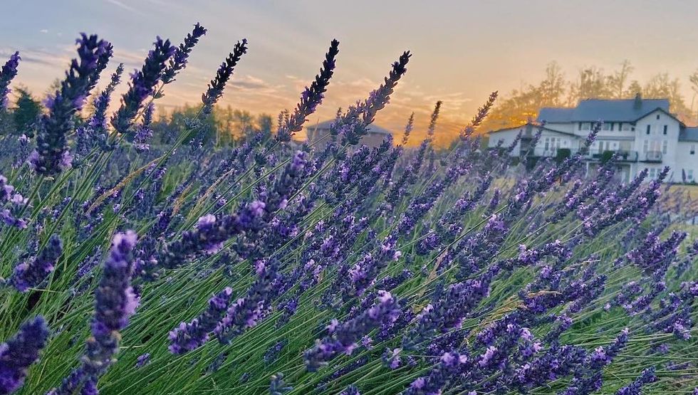 lavender farm metro vancouver