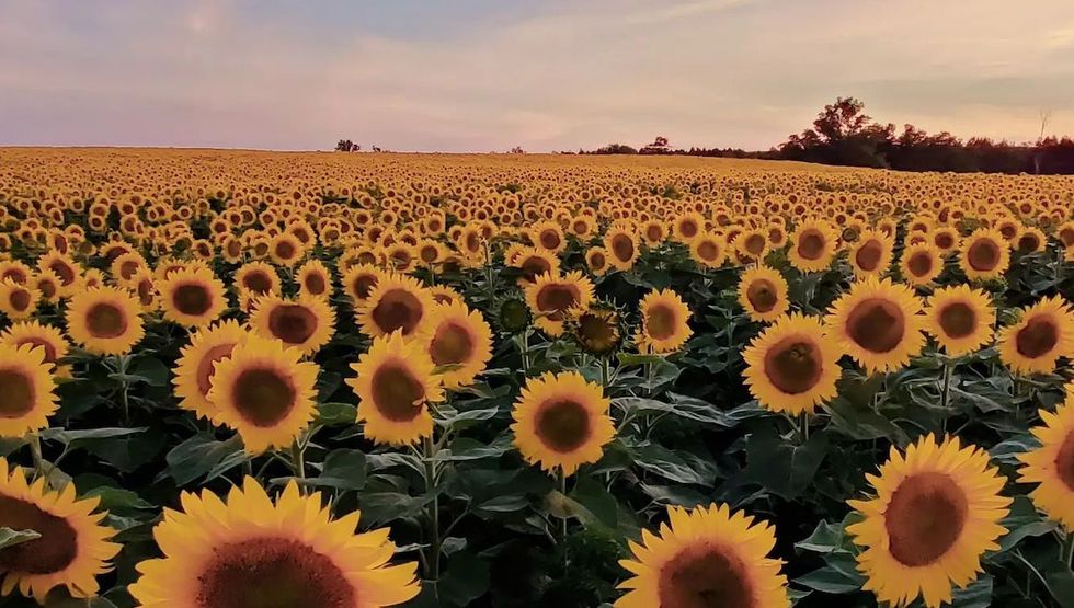 davis family farm