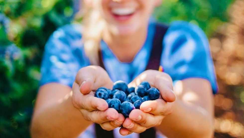 u pick blueberry farms seattle