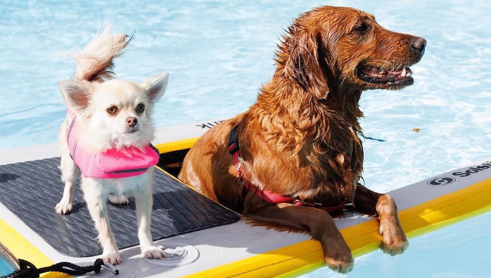 lakeview dog dip toronto