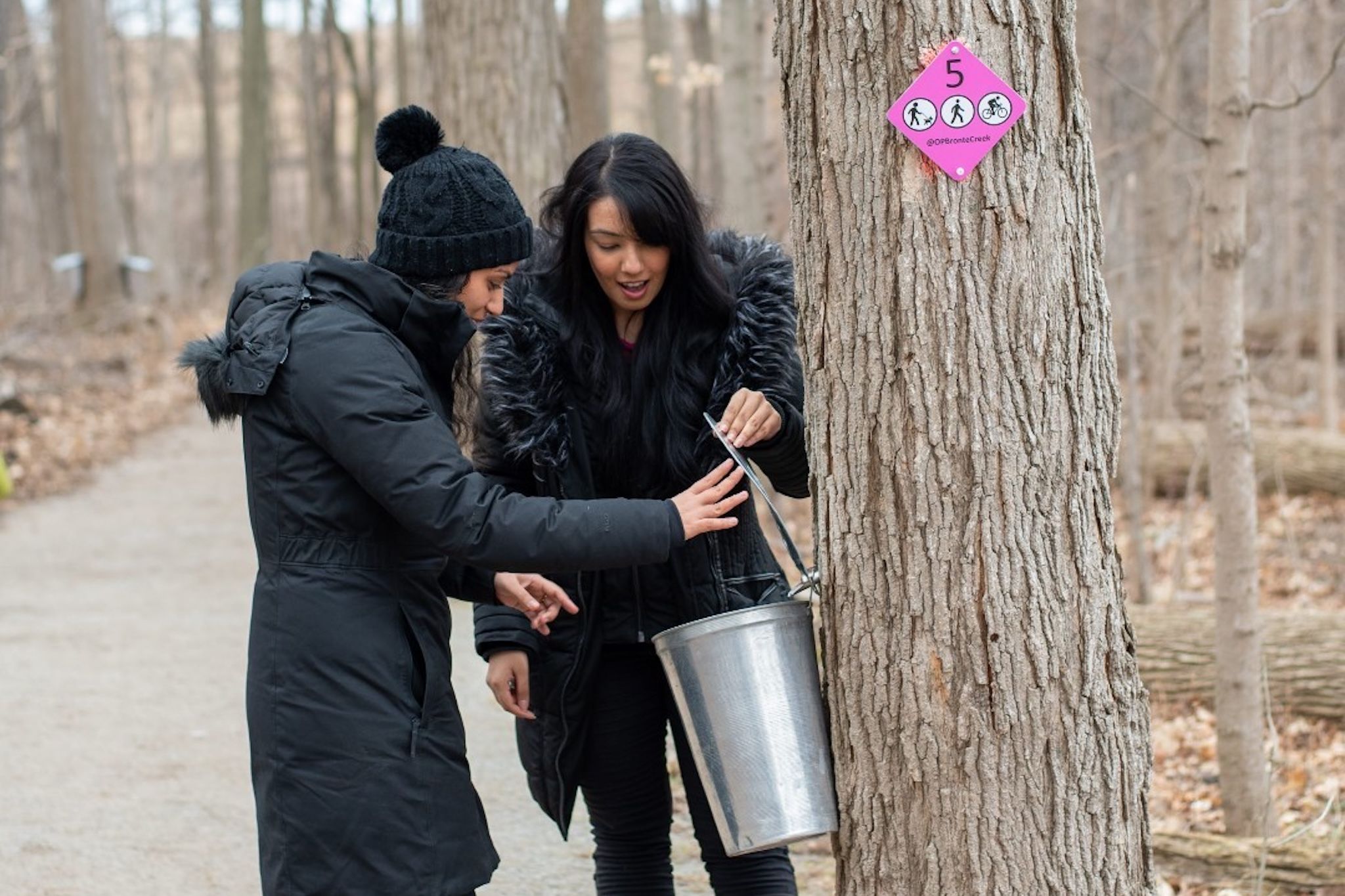Ontario park known for its turn-of-the century historic farm to host a maple syrup festival Ontario park known for its turn-of-the century historic farm to host a maple syrup festival
