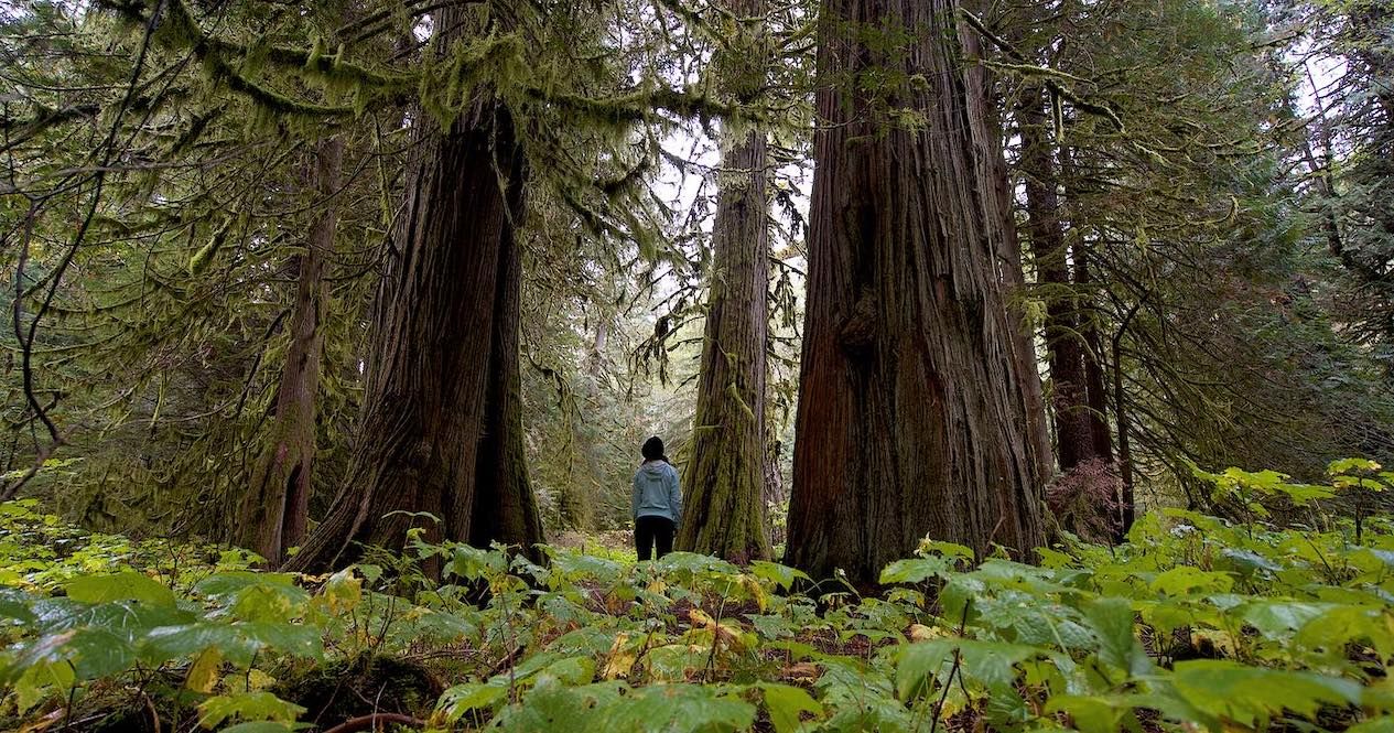 How to get to the Great Bear Rainforest in British Columbia