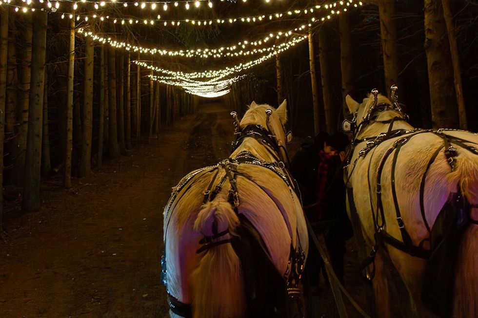 christmas forest