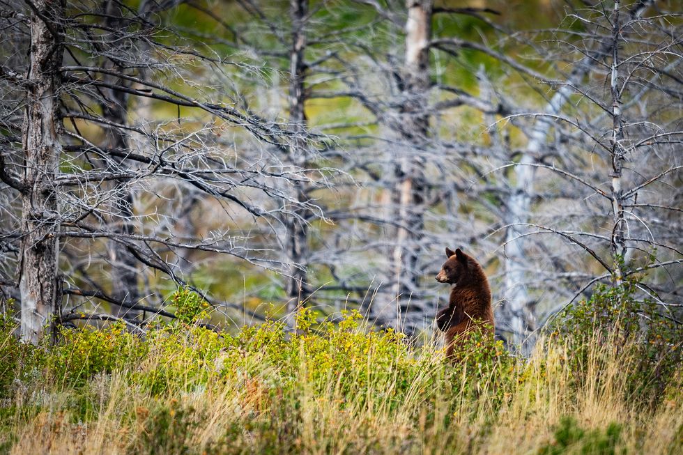 curiocity-calgary-alberta-top-travel-destination curiocity calgary wild black bears in Alberta