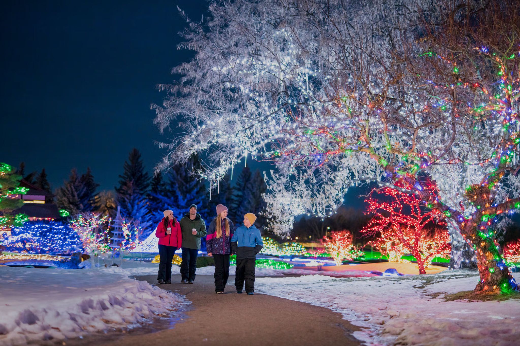 A winter light festival dazzles at Nikka Yuko Japanese Garden