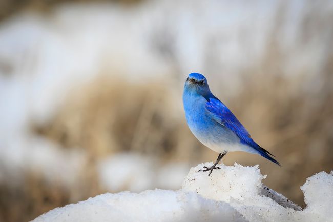 curiocity calgary mountain bluebird calgary carol festival