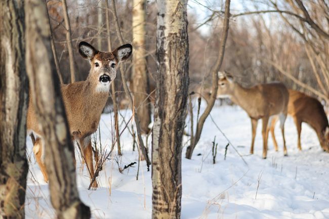 curiocity calgary wildlife white tailed deer