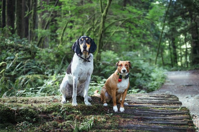 curiocity canada trending pet names