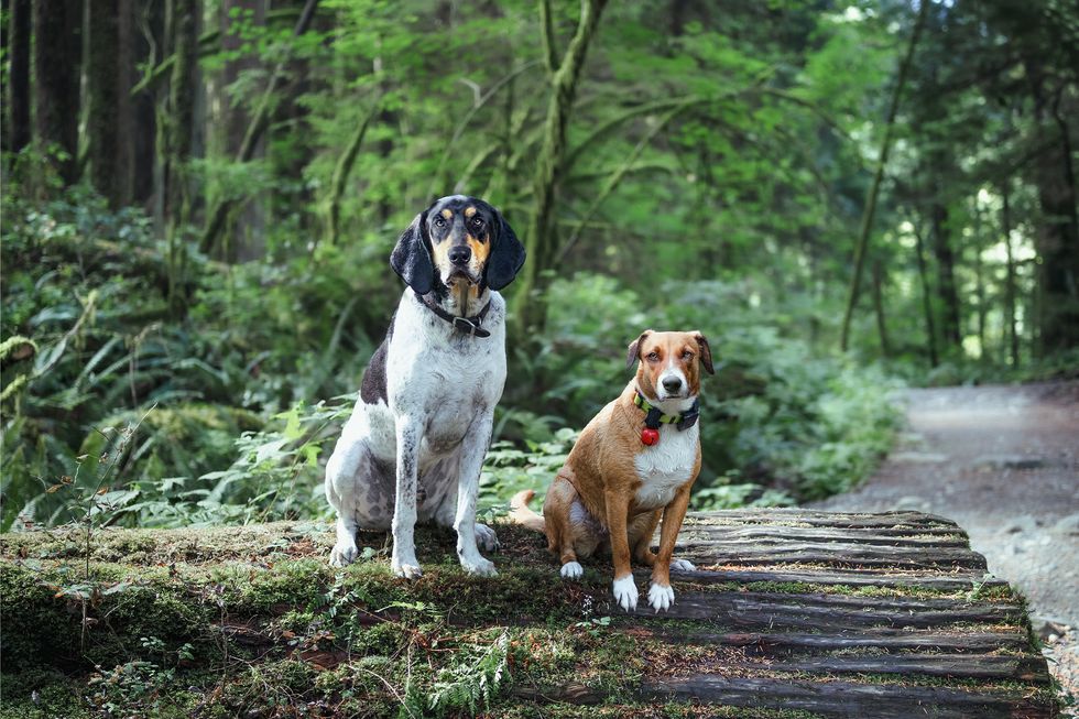 curiocity canada trending pet names