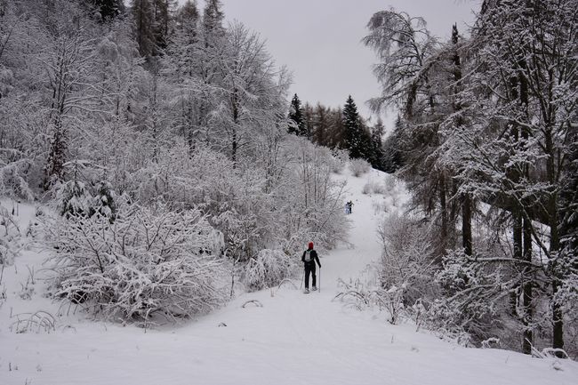 curiocity calgary best places to snowshoe