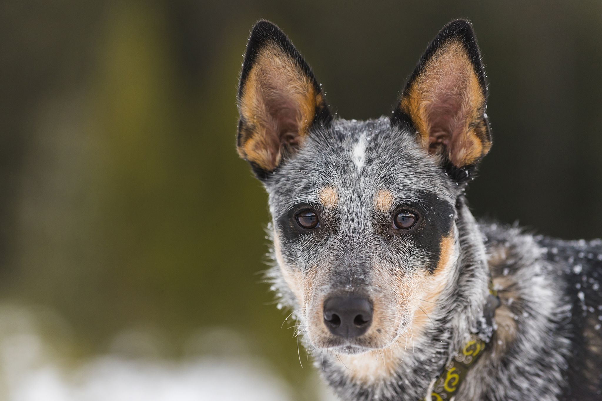 How an Alberta country musician is rescuing dogs from extreme cold on the prairies