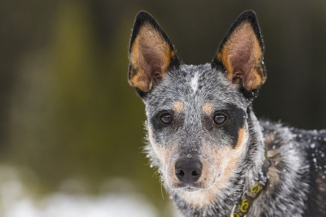 curiocity calgary blue heeler dog