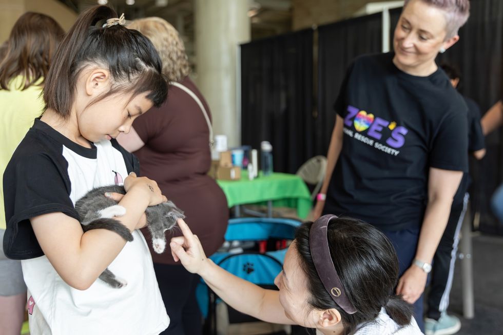 edmonton cat festival