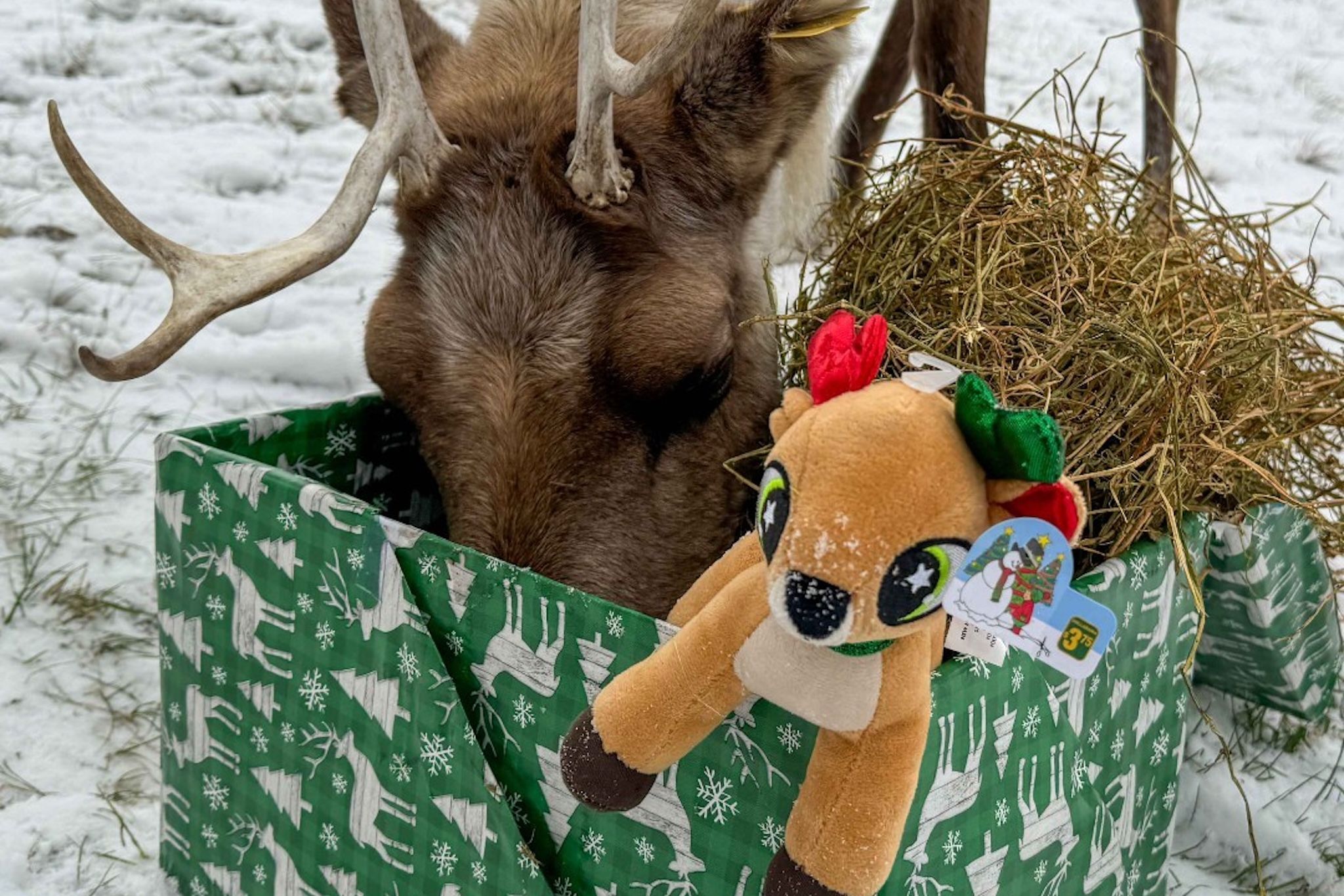 The best things to do in Toronto on Christmas Day