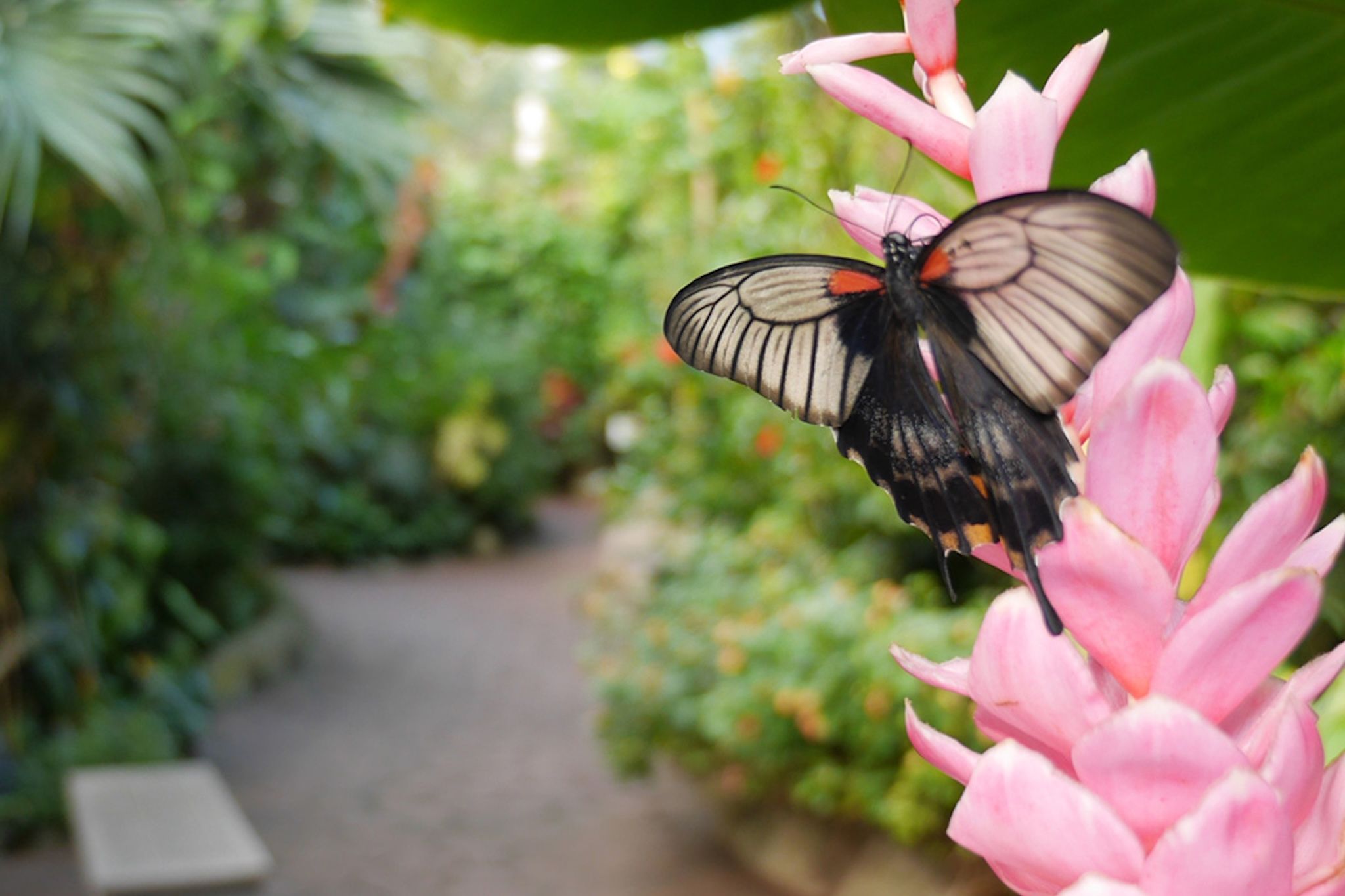 A thousand butterflies emerge weekly at this B.C. garden and here’s how to visit them A thousand butterflies emerge weekly at this B.C. garden and here’s how to visit them