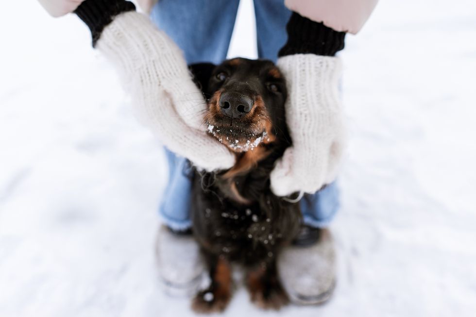 curiocity calgary foster animals alberta