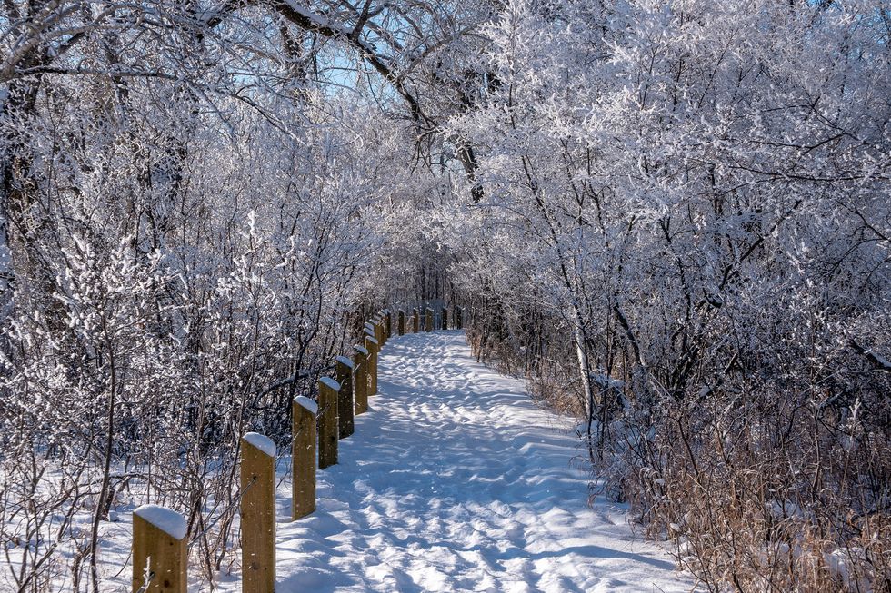 curiocity calgary inglewood bird sanctuary forest bathing alberta