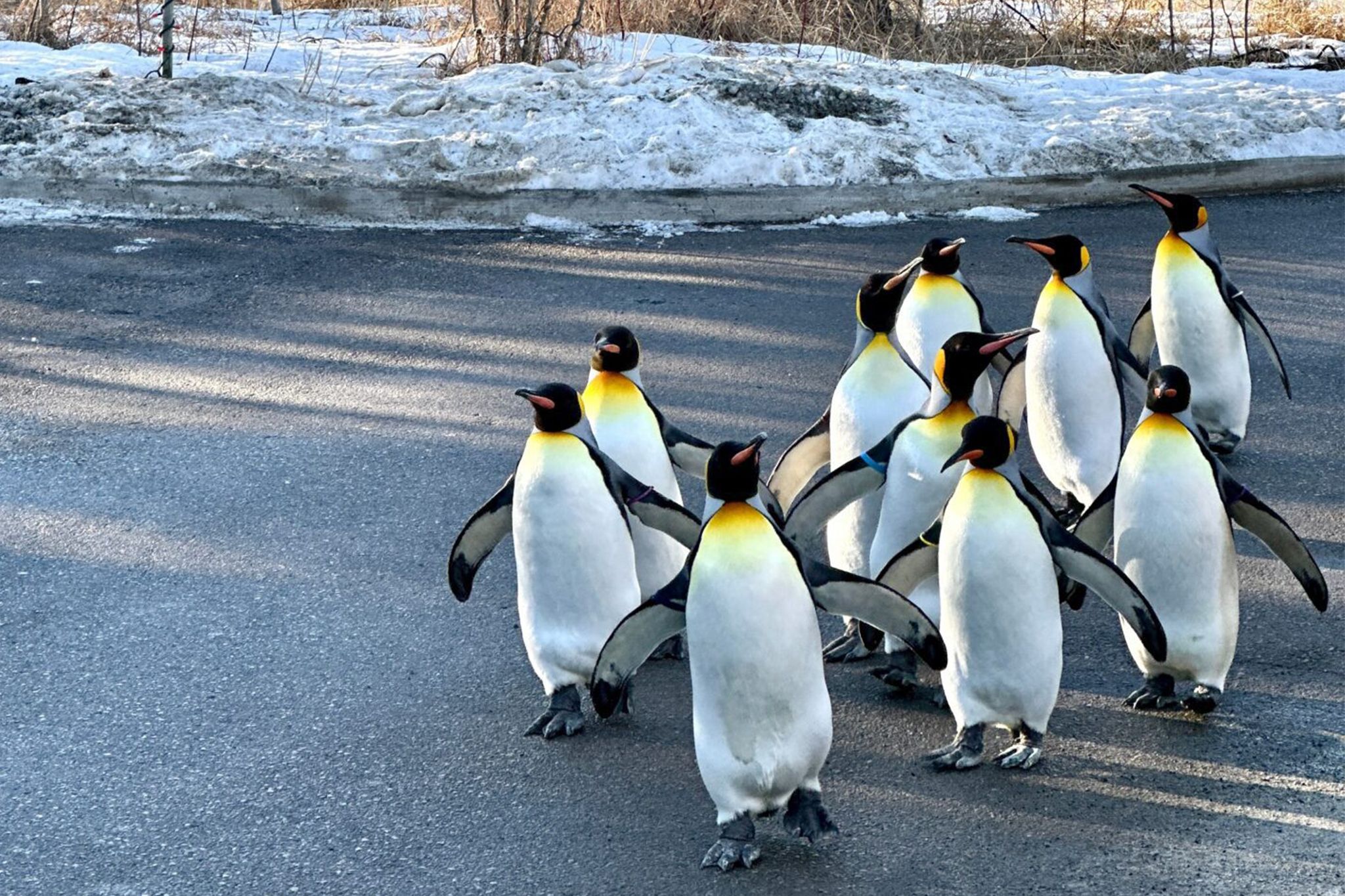 A stampede of adorable penguins is coming to Calgary and you must see it