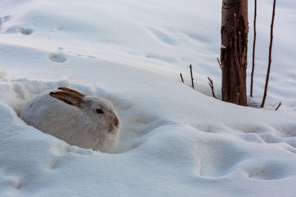 curiocity calgary things to do week jan 12 to 16