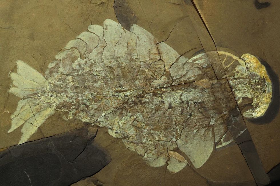 burgess shale fossils yoho national park burgess shale fossils yoho national park