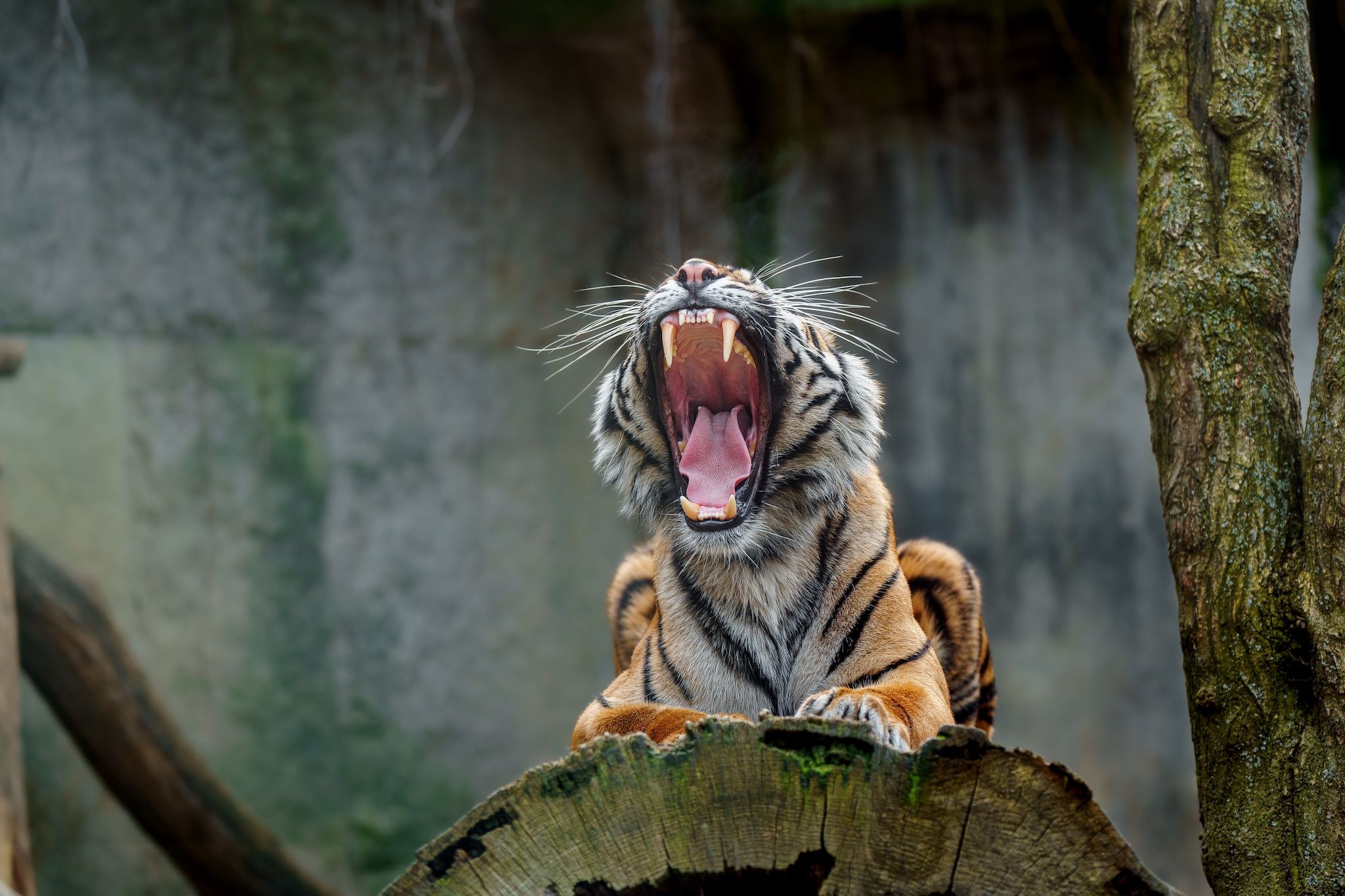Ontario’s first hologram zoo is in Niagara and it’s pretty sweet