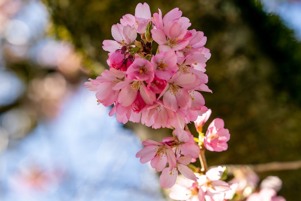 vancouver cherry blossom festival 2026